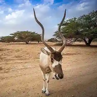Addax