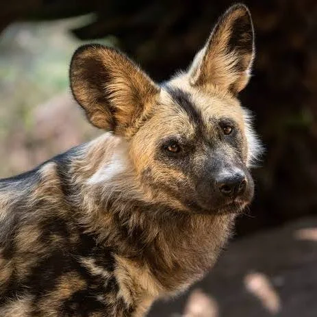 African Wild Dog