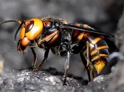 Asian Giant Hornet
