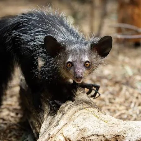 Aye-Aye