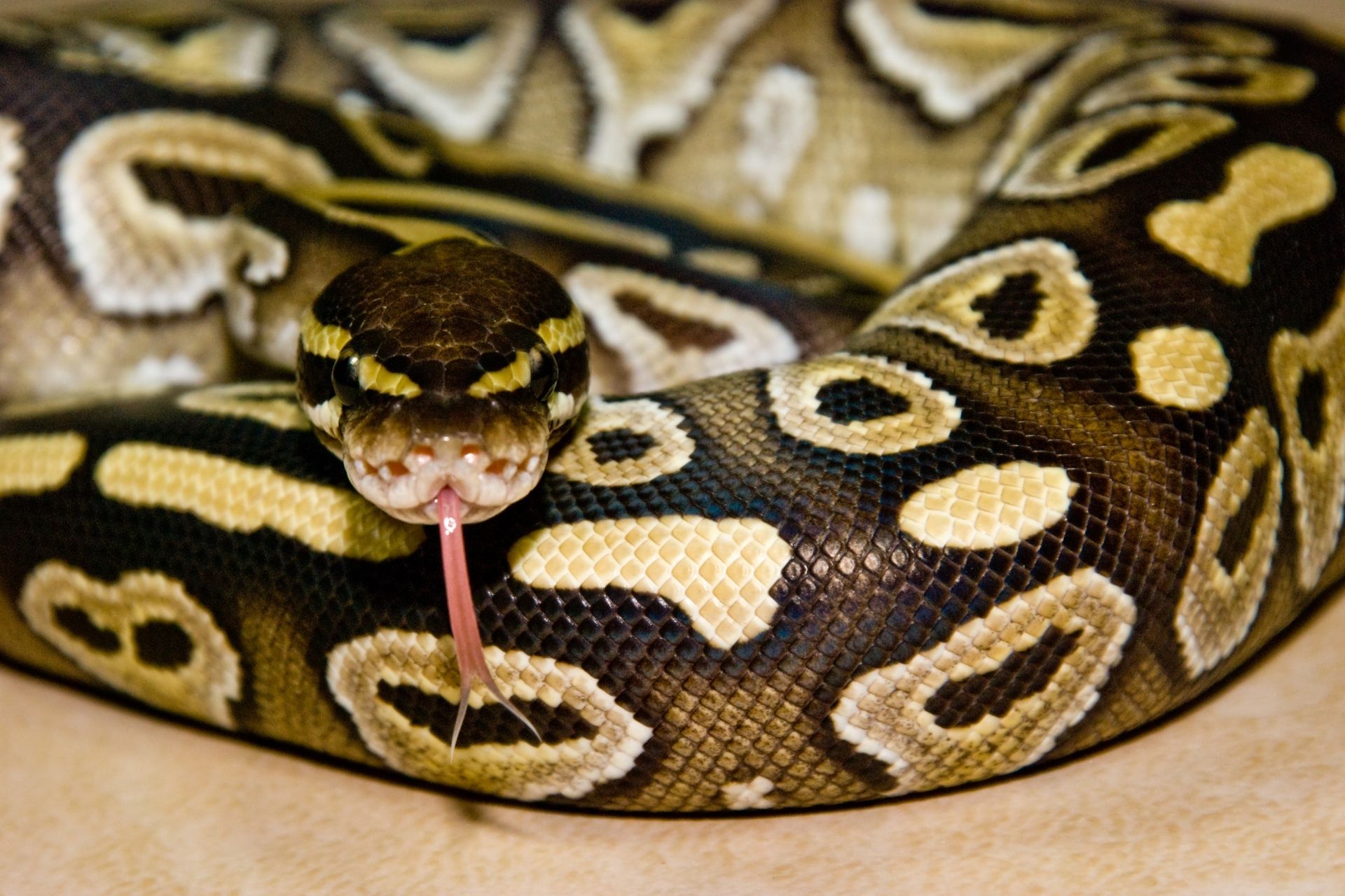 Ball Python