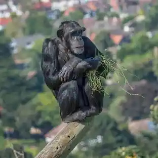 Chimpanzee