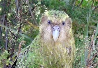 Kakapo
