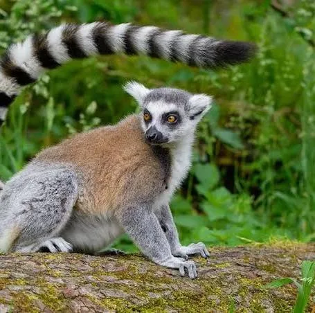 Lemur