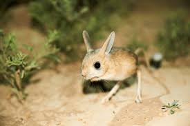 Long-eared Jerboa