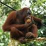 Orangutan