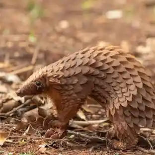 Pangolin