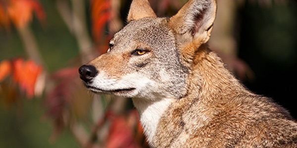 Red Wolf