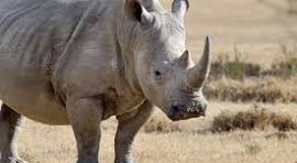 Rhinoceros