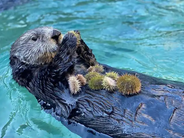 Sea Otter